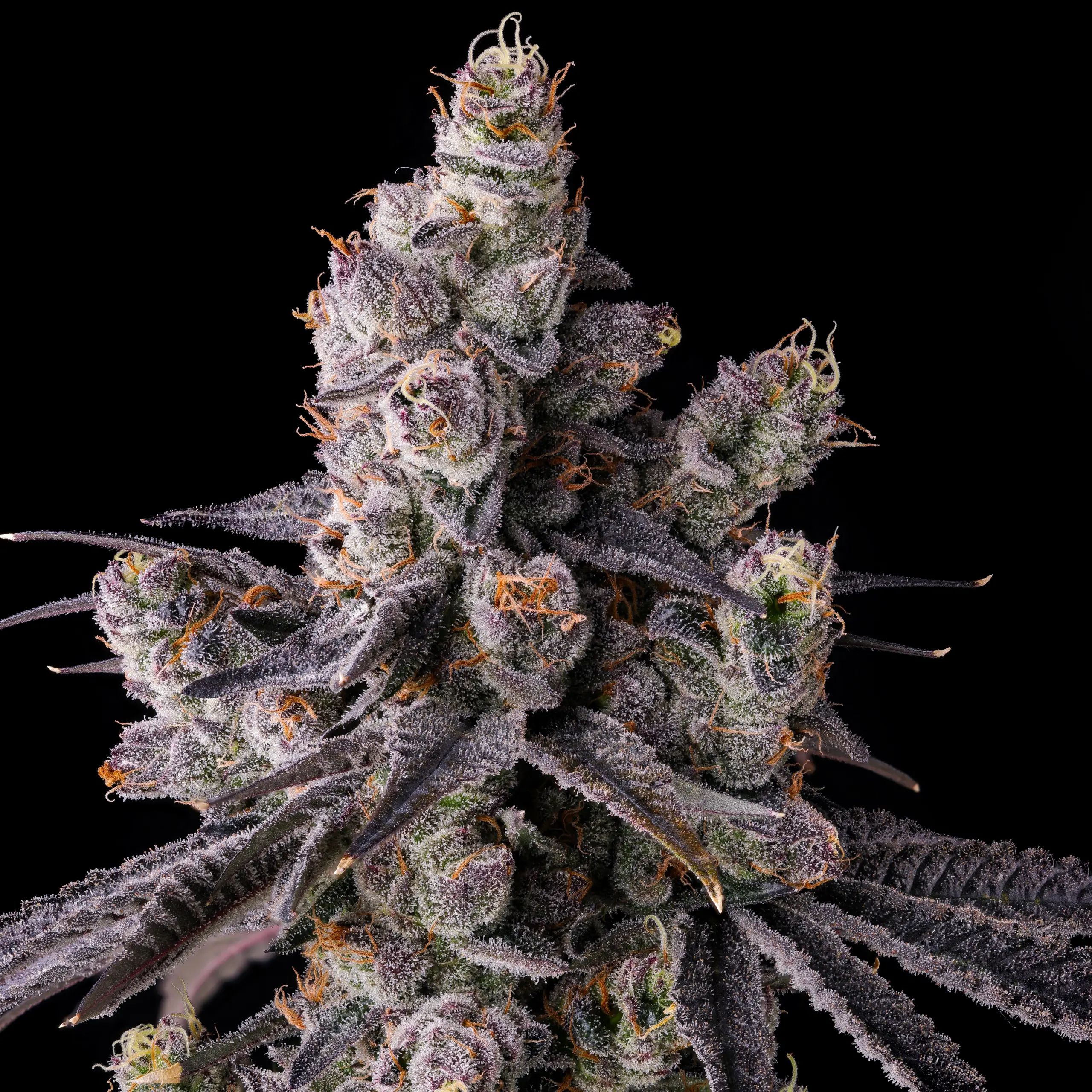 Cannabissamen Mora Azul für Indoor und Outdoor